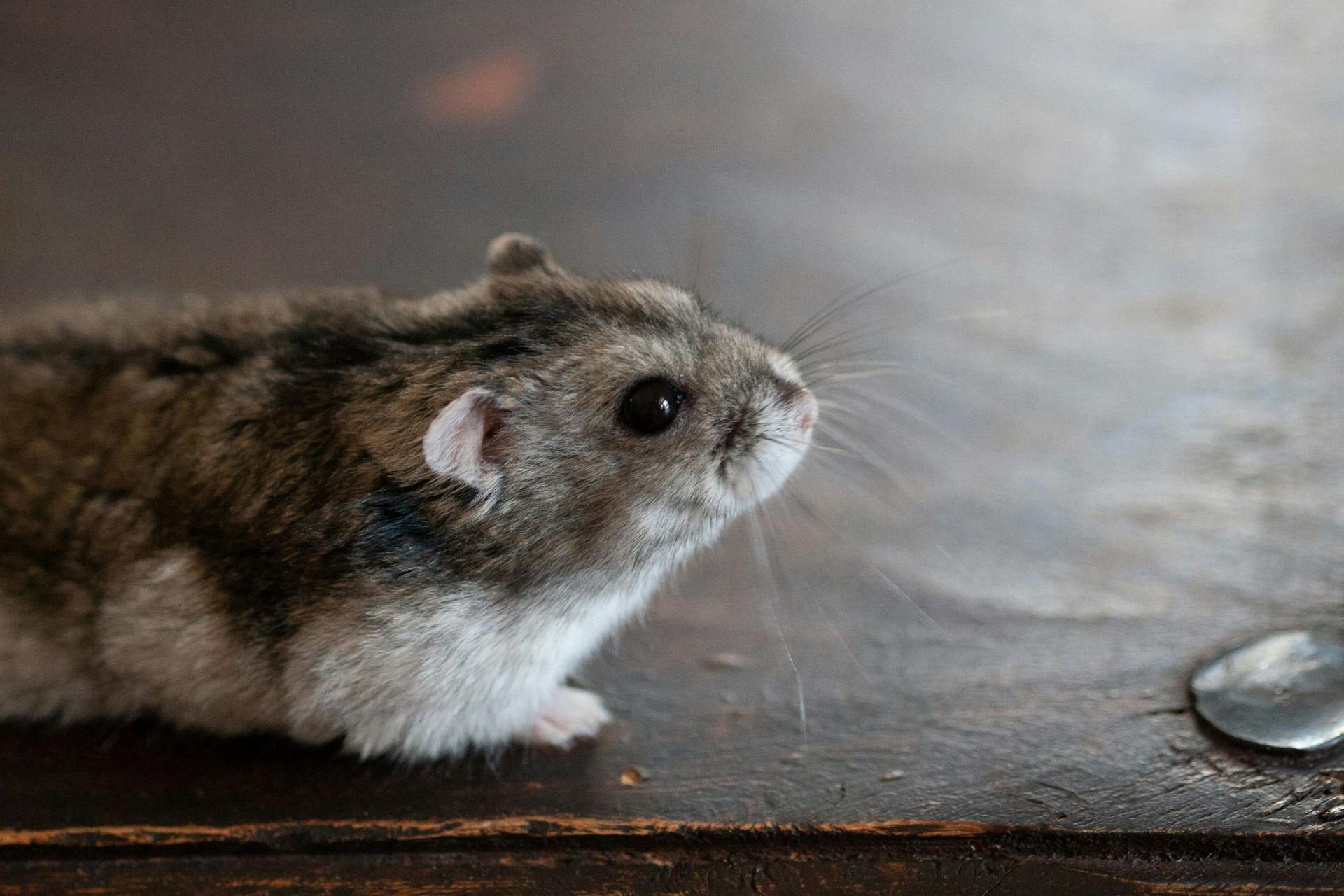 Dwarf Hamster Babies | Adults for sale in Arkalgud