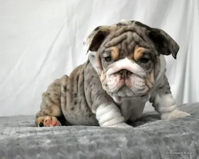 English Bull Dog Puppy - English Bull Dog Puppy