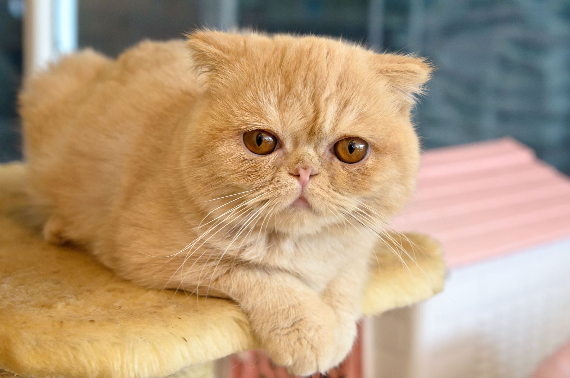 Exotic Short Hair Kitten for sale in Bhamini