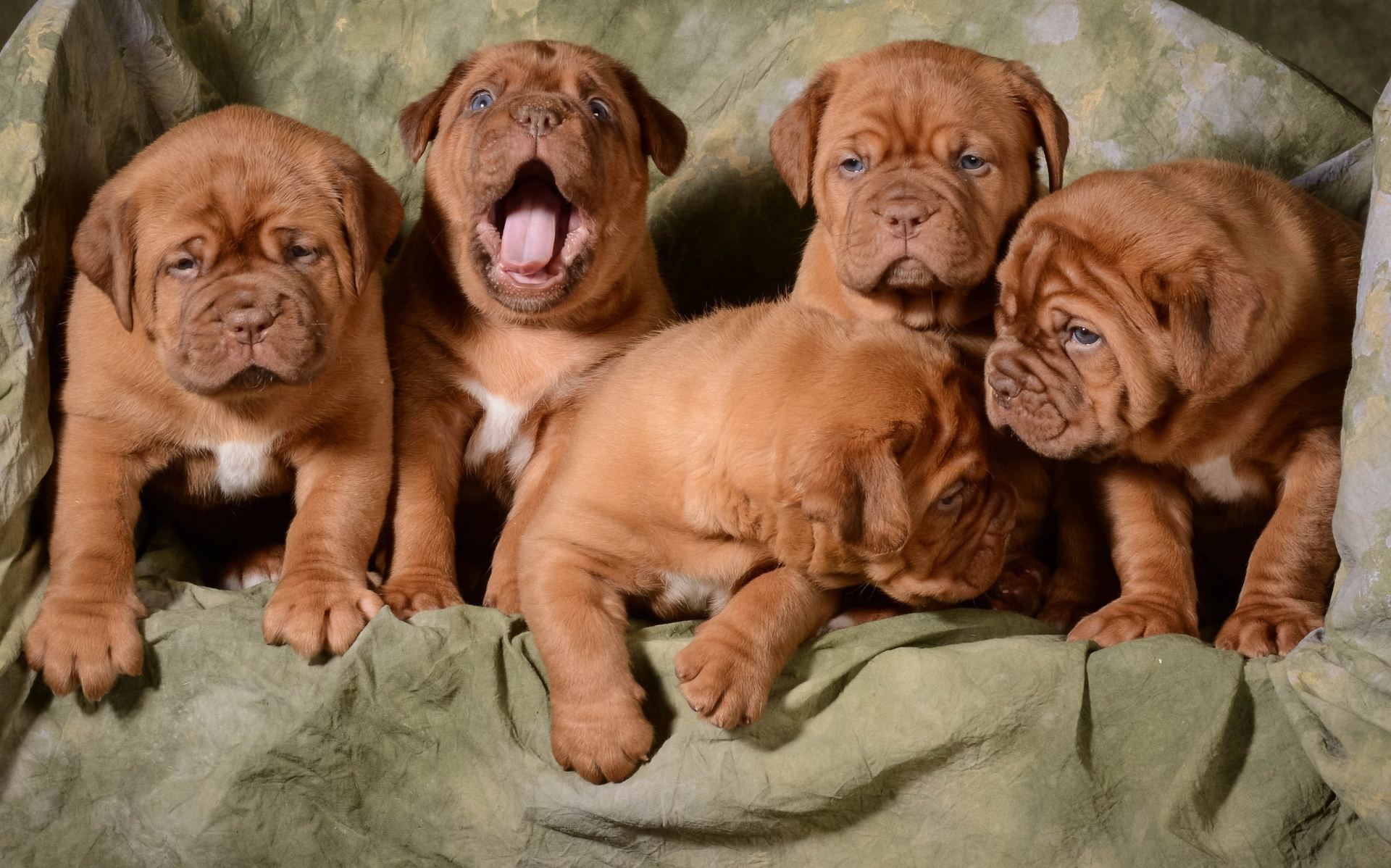French Mastiff Puppy for sale in Alnavar