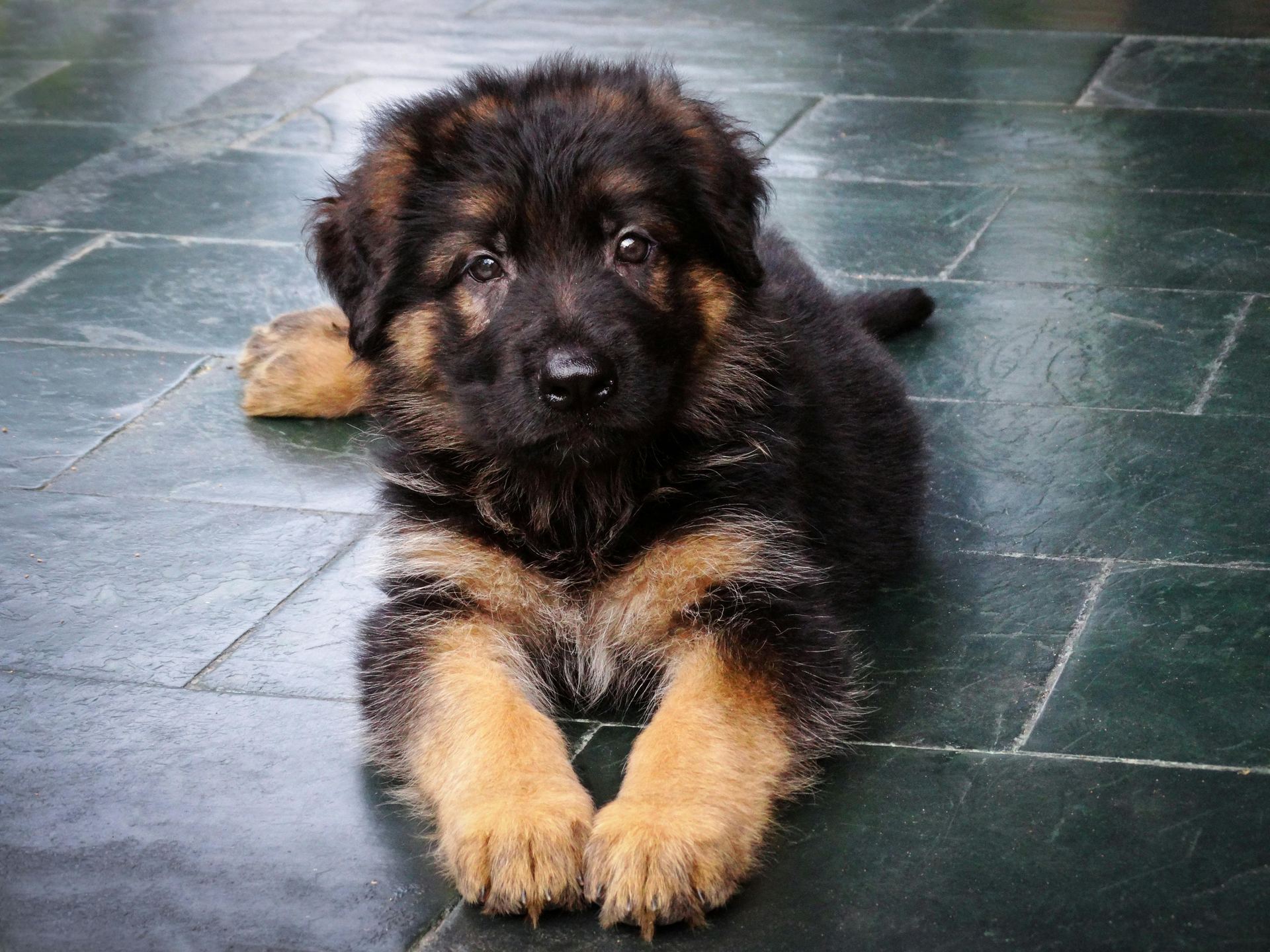 German Shepherd Puppy for sale in Ainavilli