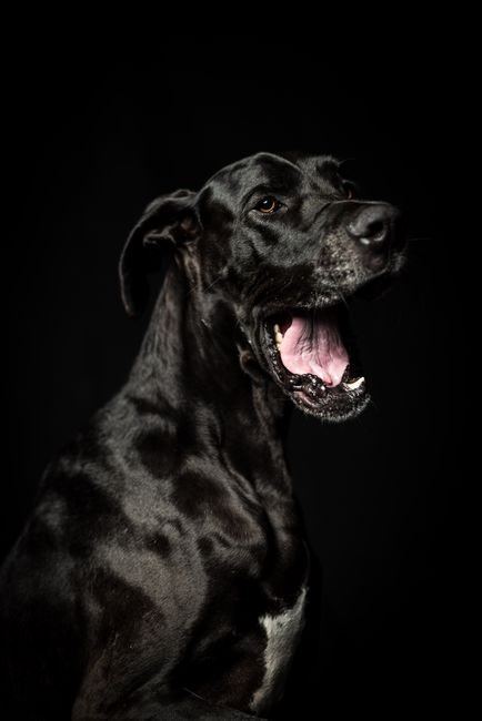 Great Dane Puppy | Black - Great Dane Puppy | Black