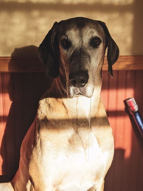 Great Dane Puppy | Fawn - Great Dane Puppy | Fawn
