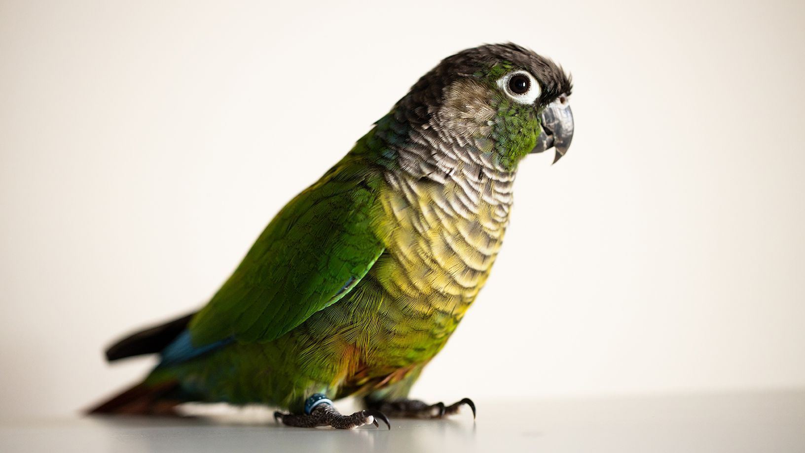Green Cheek Conure for sale in Alnavar