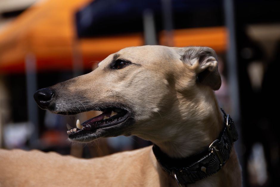 Greyhound Puppy - Greyhound Puppy