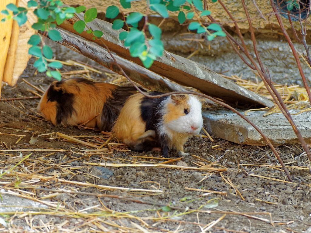 Guinea Pig Babies for sale in Arkalgud