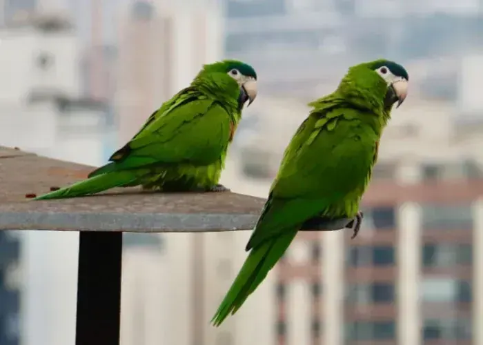 Hahn's Macaw - Hahn's Macaw