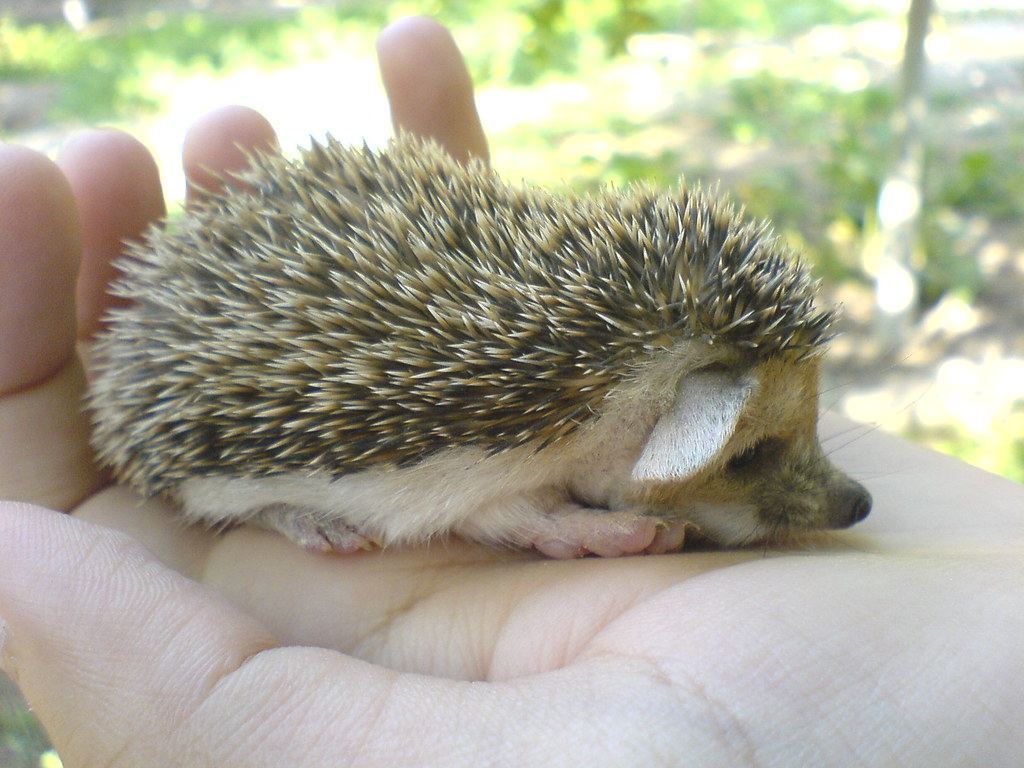 Hedgehogs Babies & Adults for sale in Arkalgud