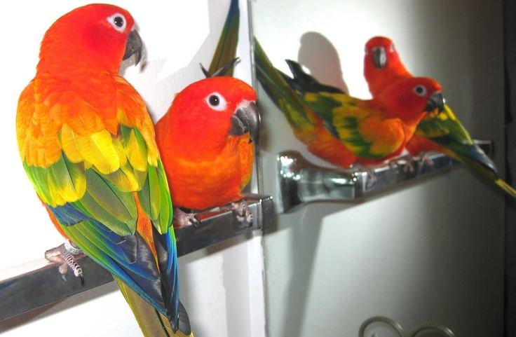 Hyper Red Sun Conure for sale in Ainavilli