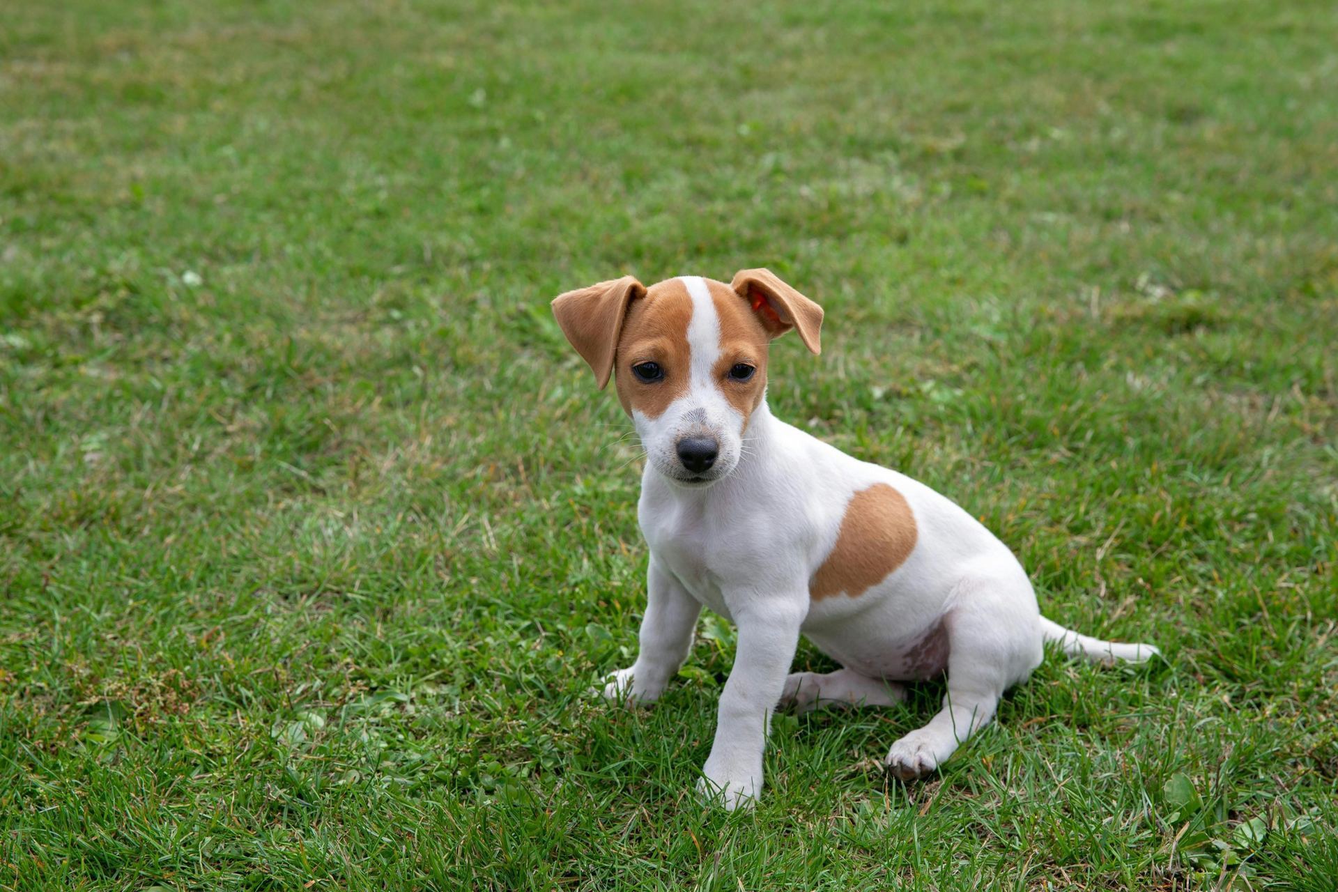 Jack Russell Terrier Puppy for sale in Adoni