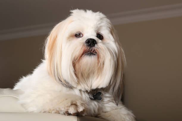 Lhasa Apso Puppies for sale in Alnavar