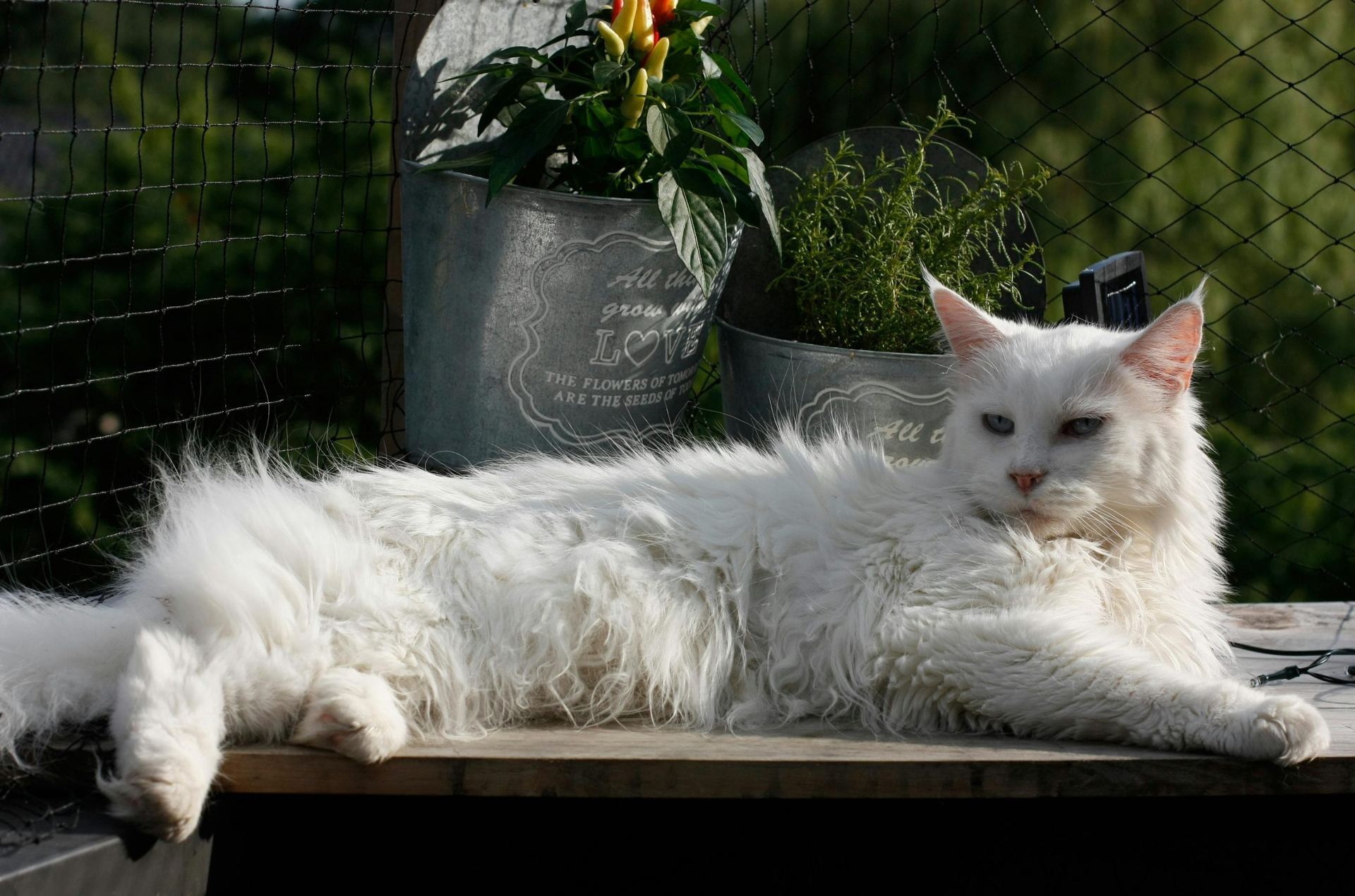 Maine Coon Kitten for sale in Bhamini