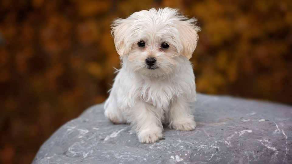 Maltese Puppy | White - Maltese Puppy | White