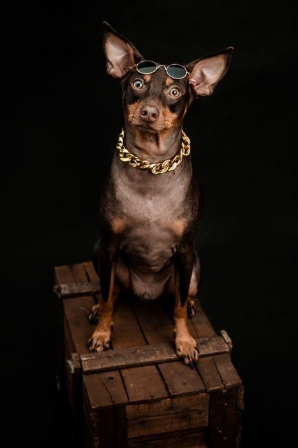 Miniature Pinscher Puppy | Brown & Tan - Miniature Pinscher Puppy | Brown & Tan