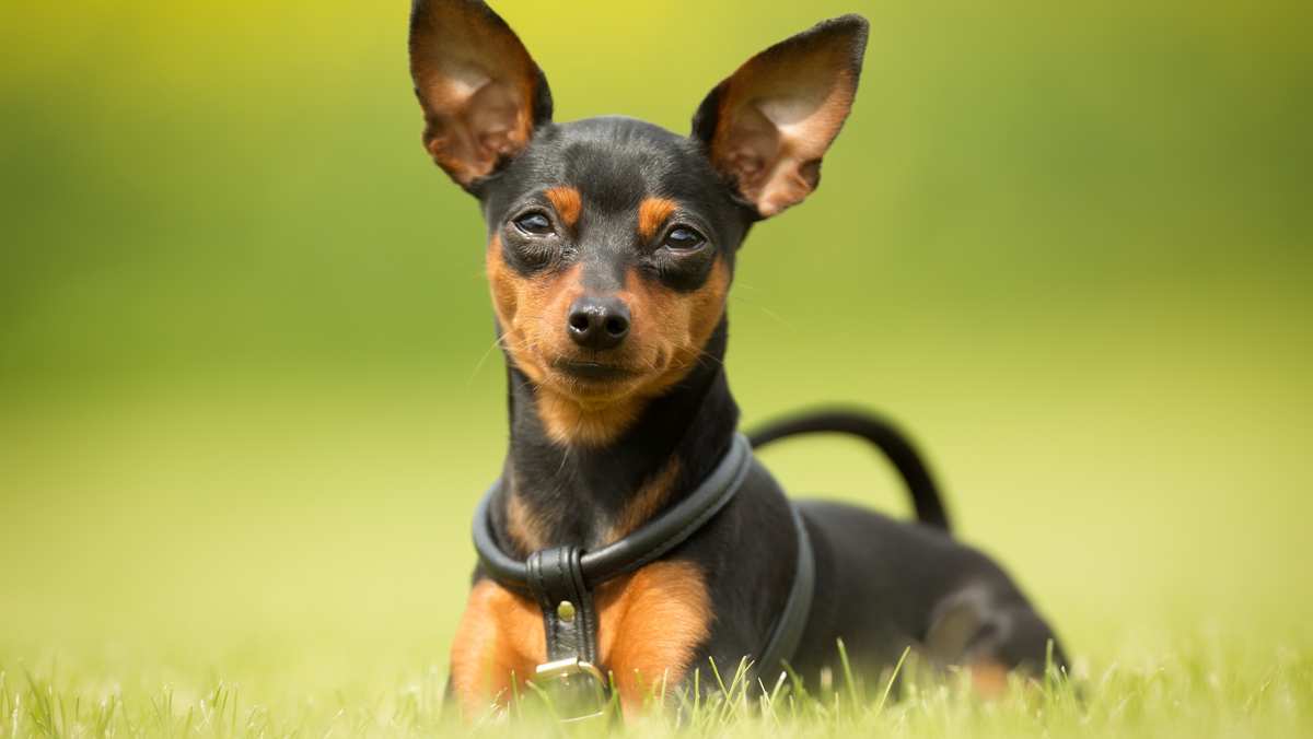 Miniature Pinscher Puppy for sale in Achampet