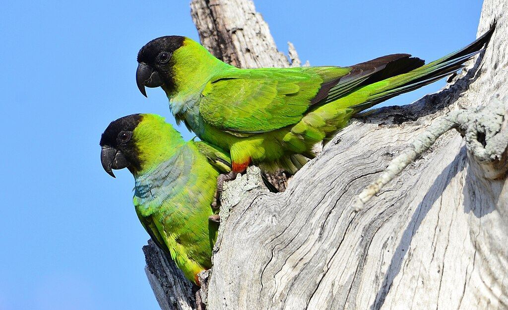 Nanday Conure for sale in Alnavar