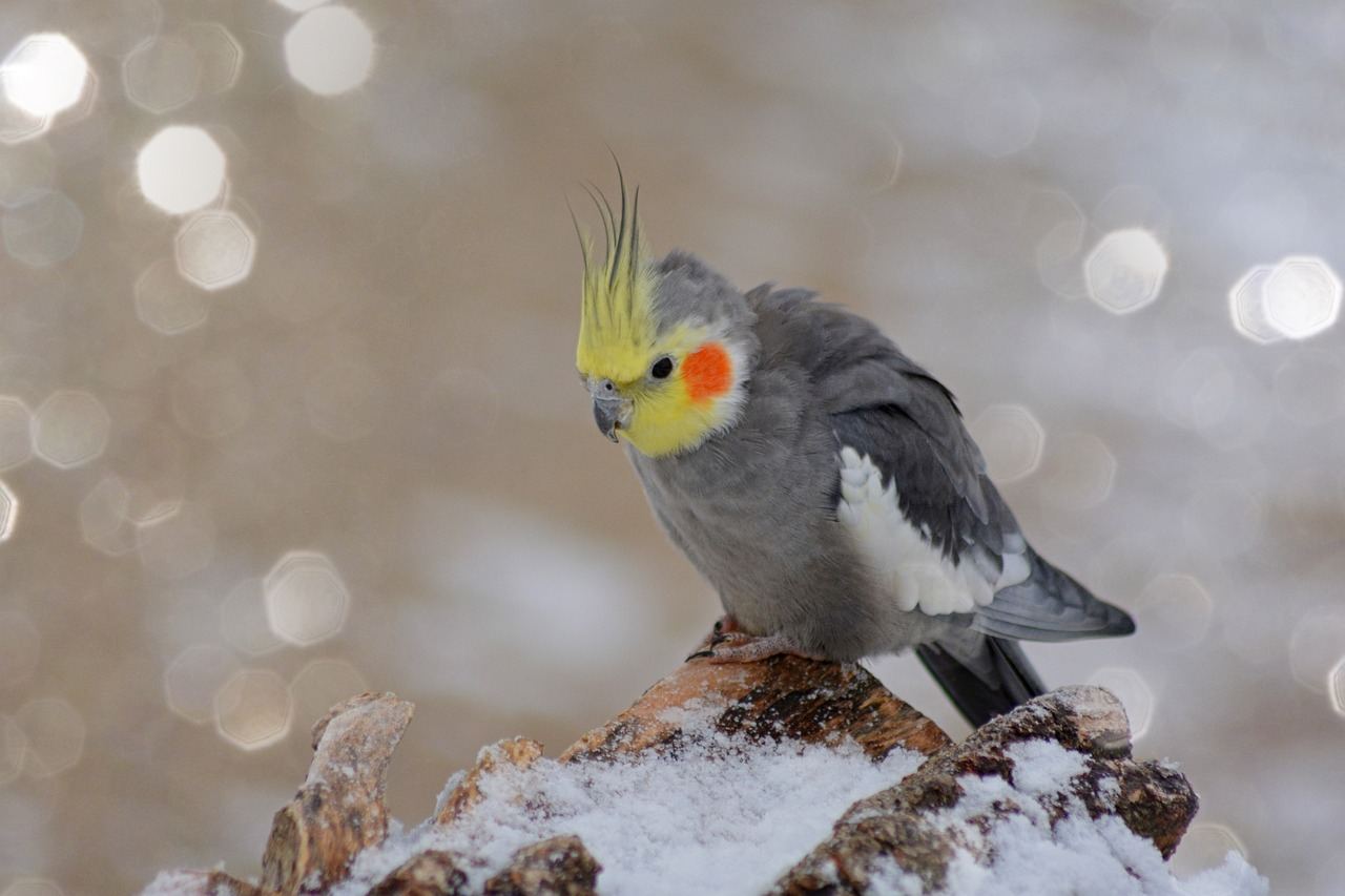 Grey Cockatiel available in Amarchintha