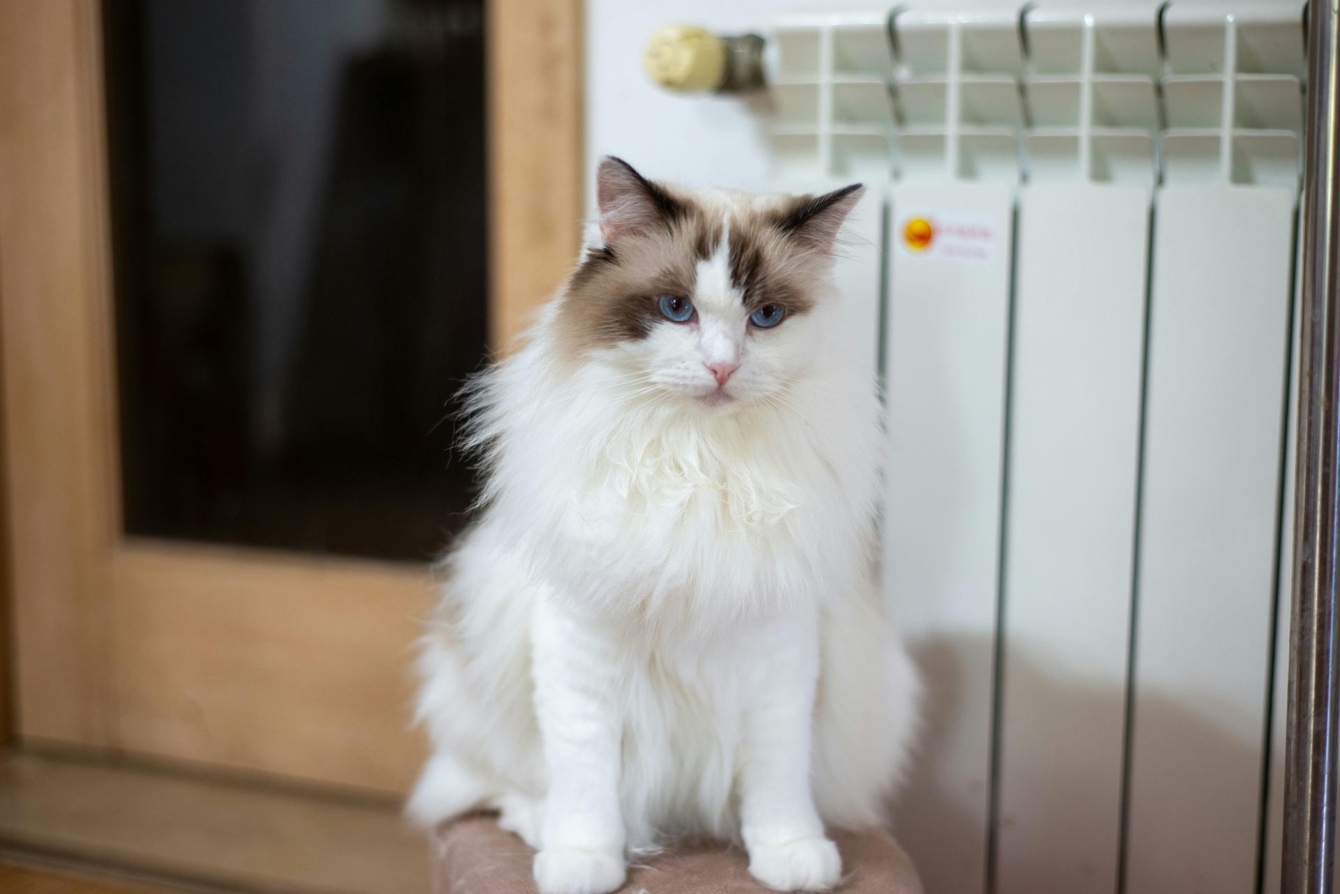 Buy Ragdoll Kittens in Adoni