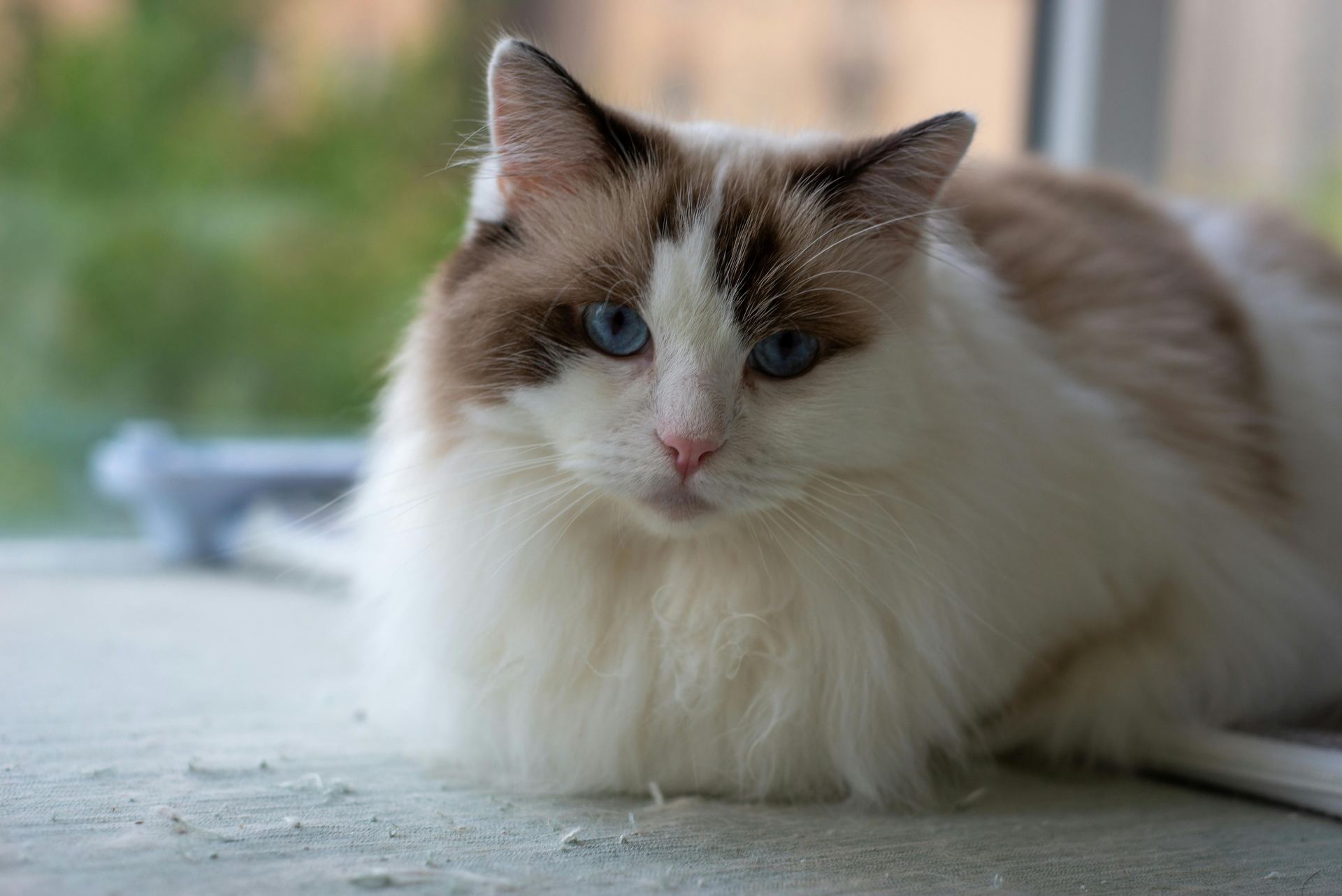 Ragdoll Kittens for sale in Adoni