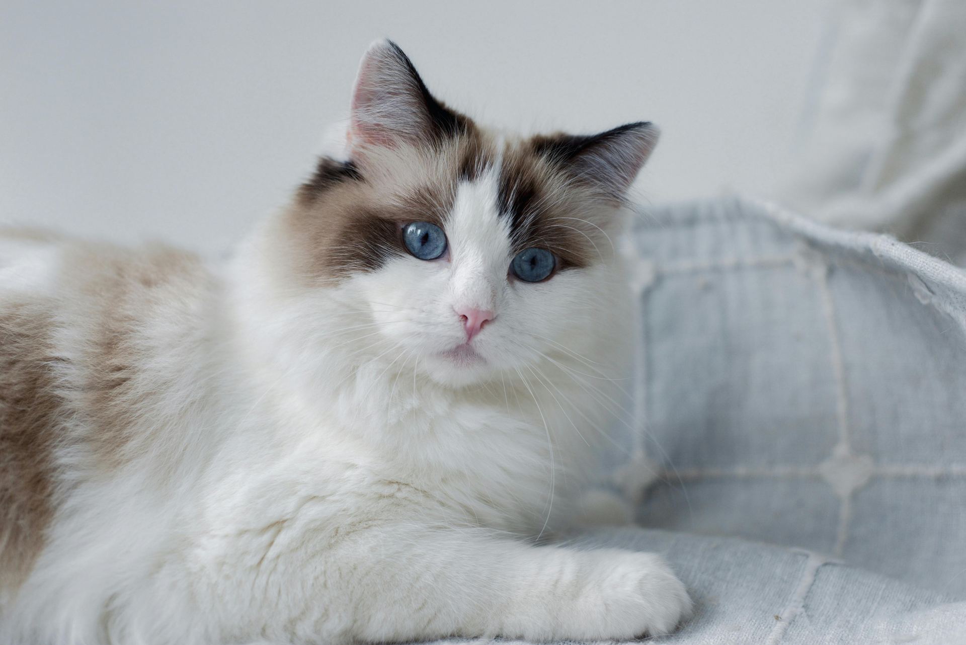 Ragdoll Kittens kitten available in Adoni