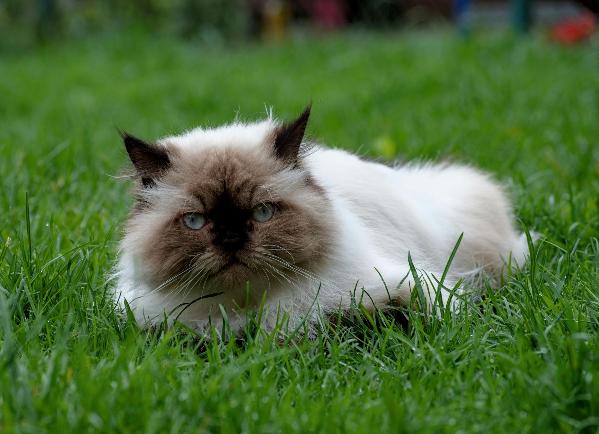 Himalayan Kitten for sale in Bhamini