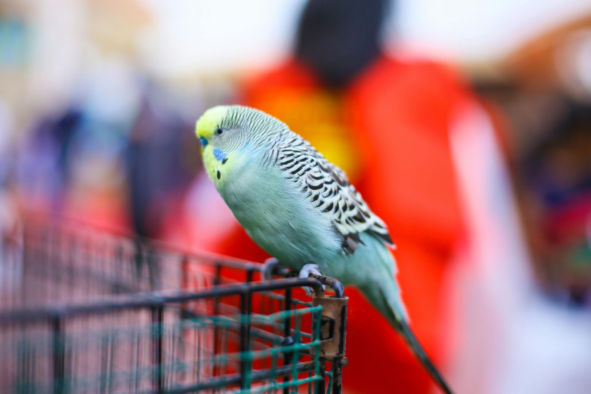 Budgies & Chicks and Adults - Budgies - Photo 3