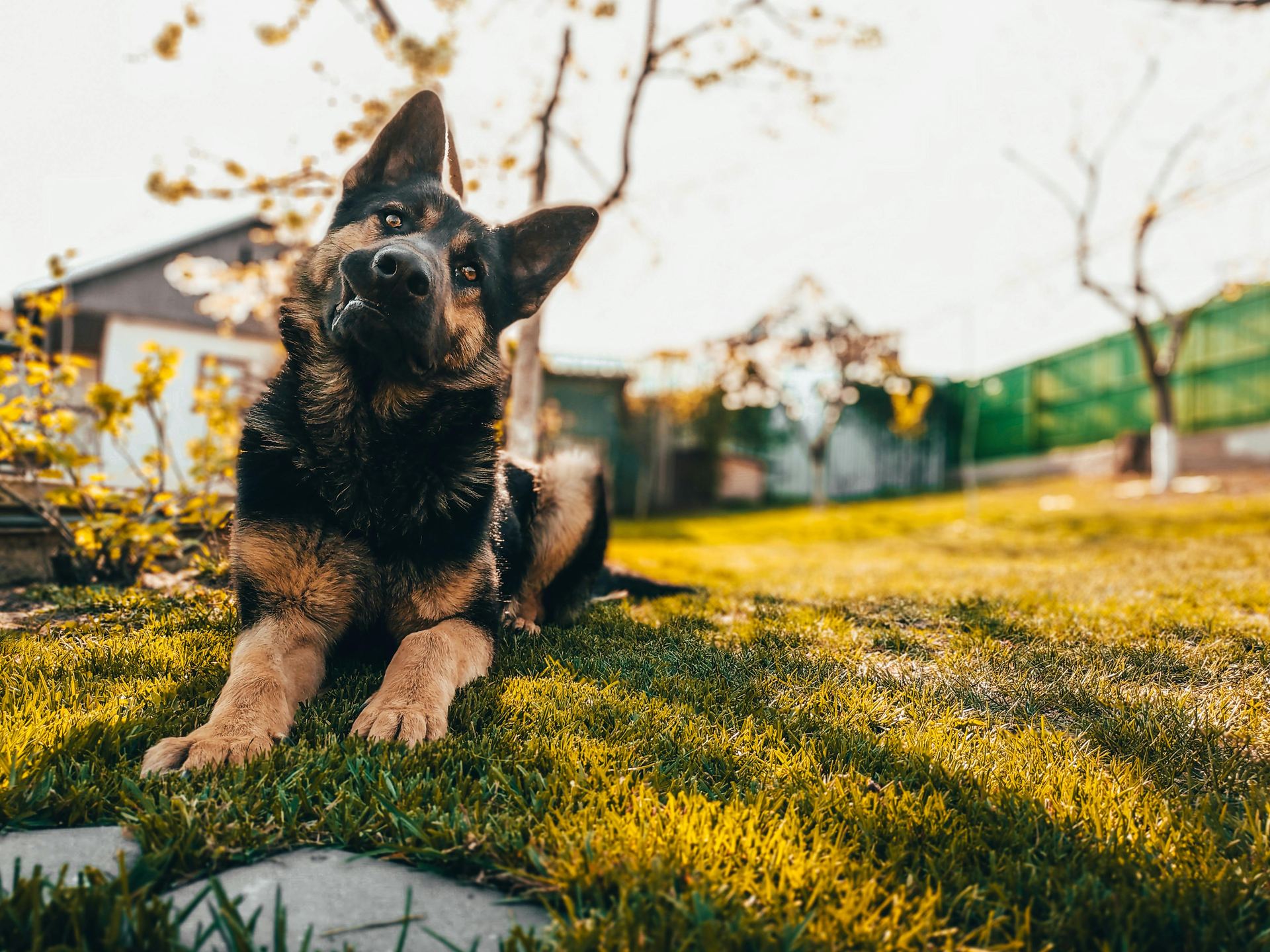 German Shepherd Puppy available in Ainavilli