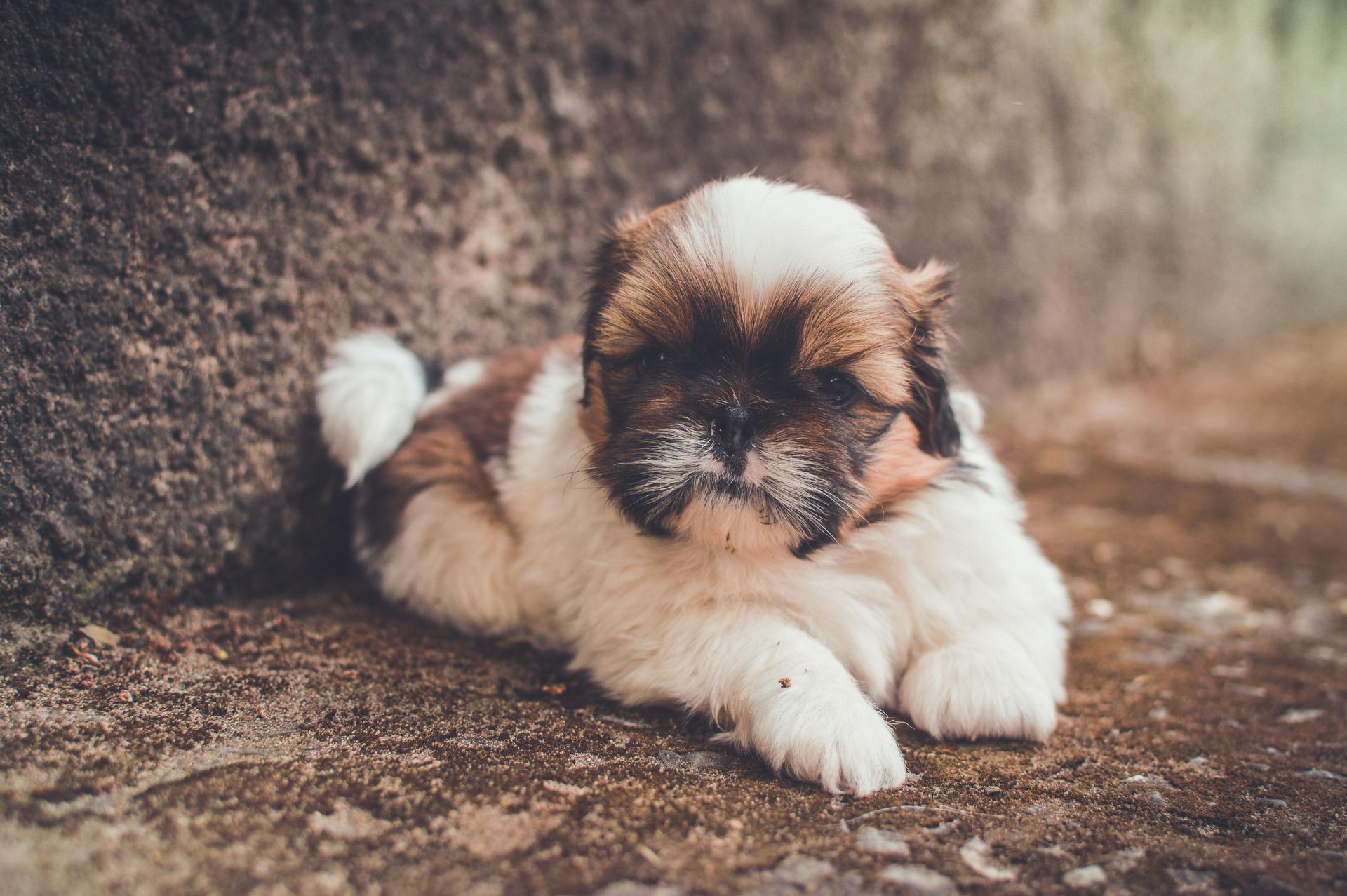 Shih Tzu | Tricolor available in Amarchintha