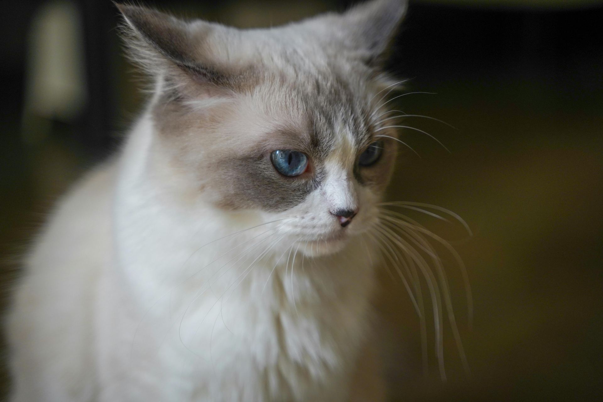 Ragdoll Kittens cat in Adoni