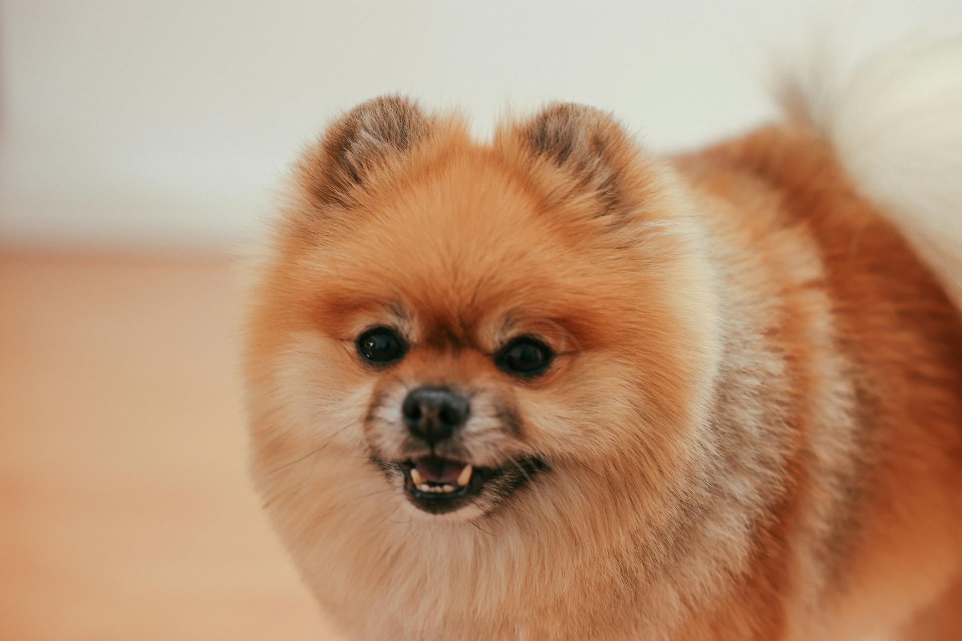 Culture Pom Puppy | Orange Color