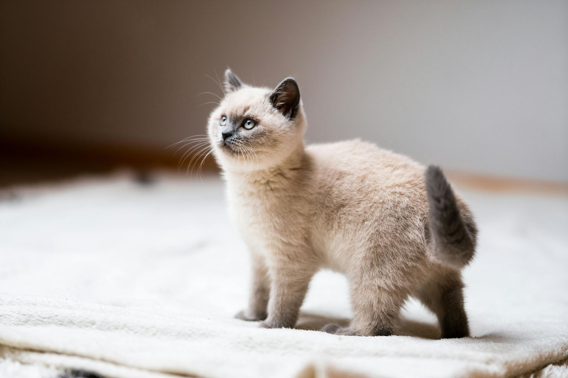 Himalayan Kittens cat in Alappuzha