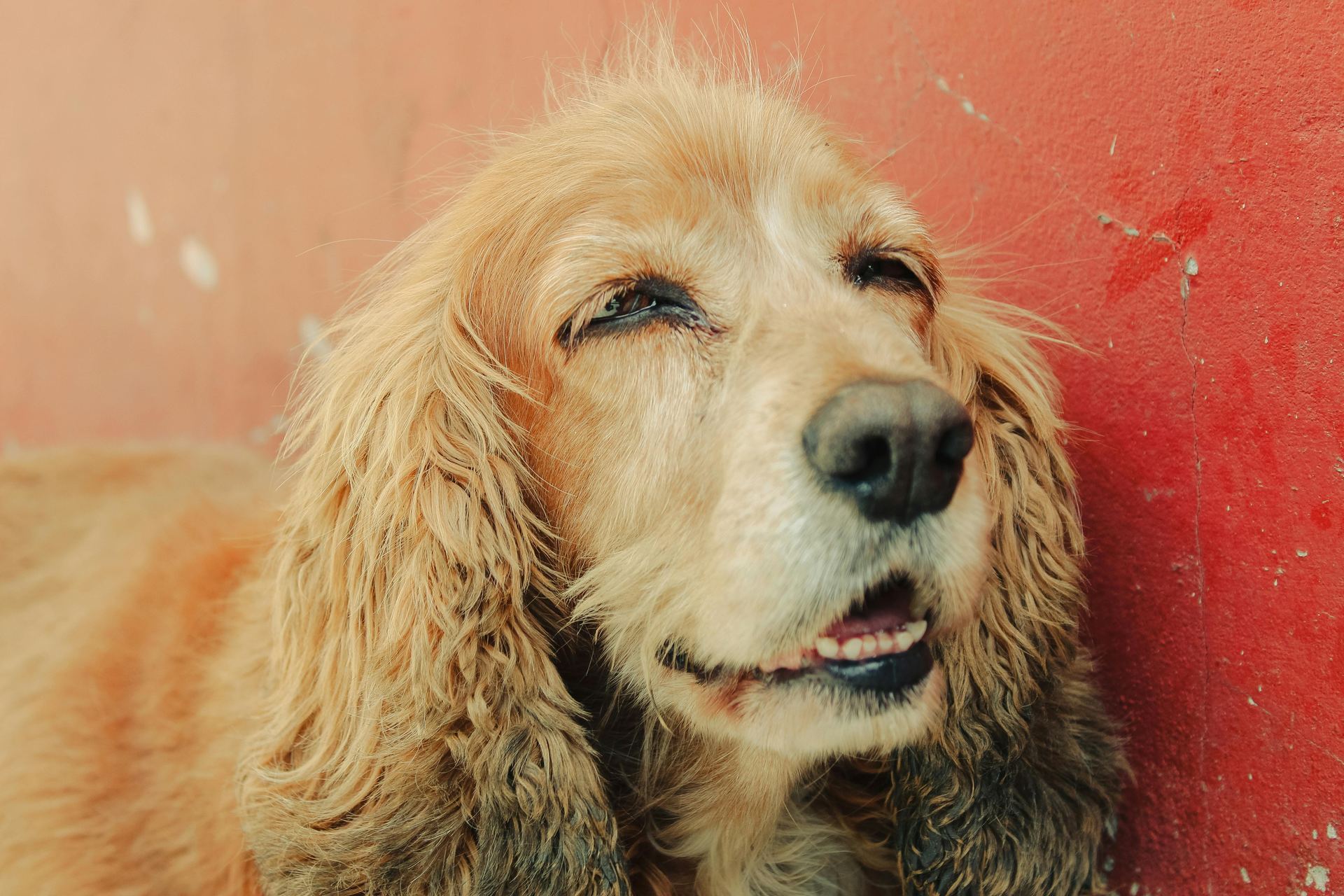 Cocker Spaniel Puppy | Brown Color