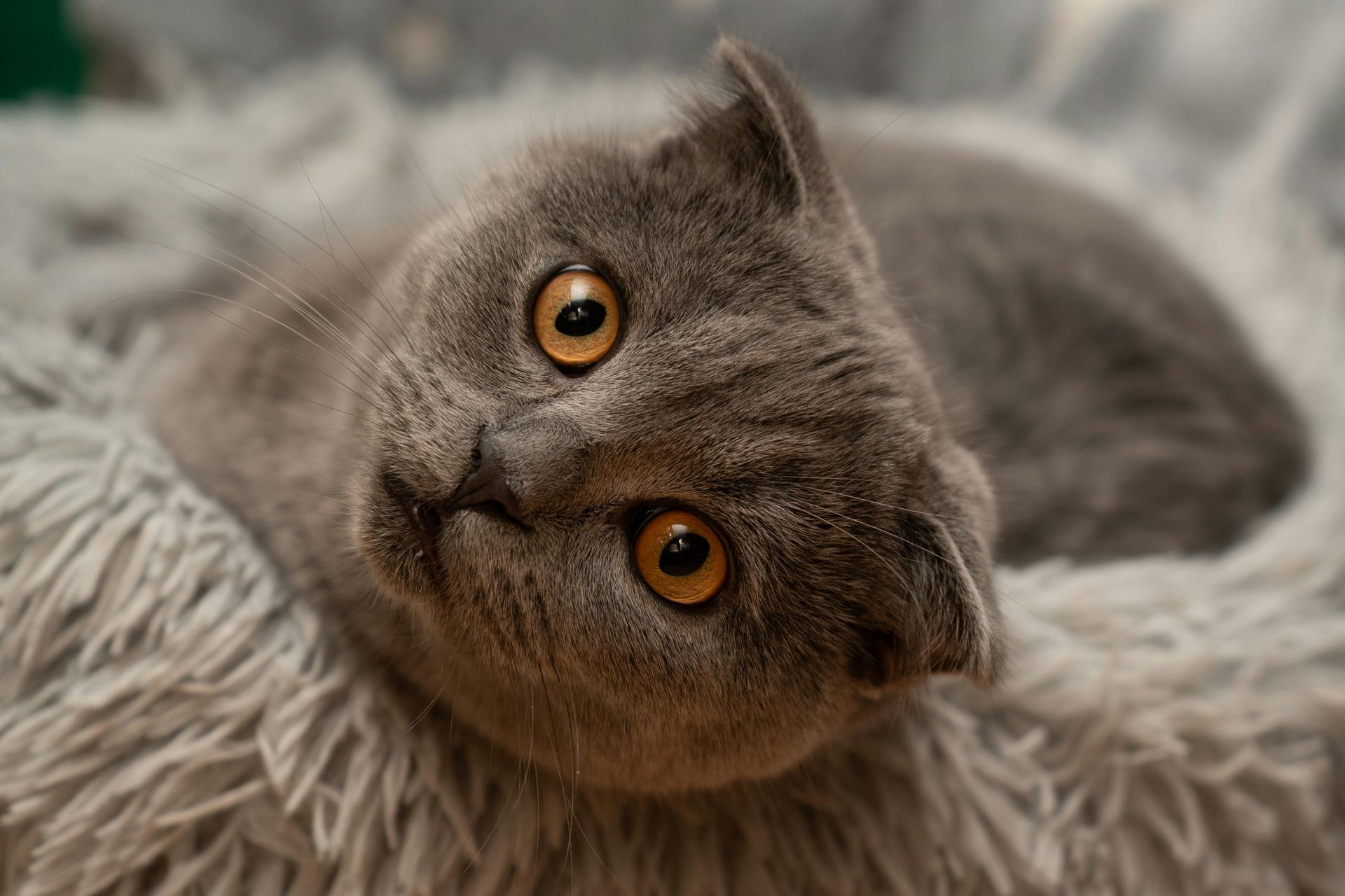 Scottish Fold Kitten | Standard Grey kitten available in Achanta
