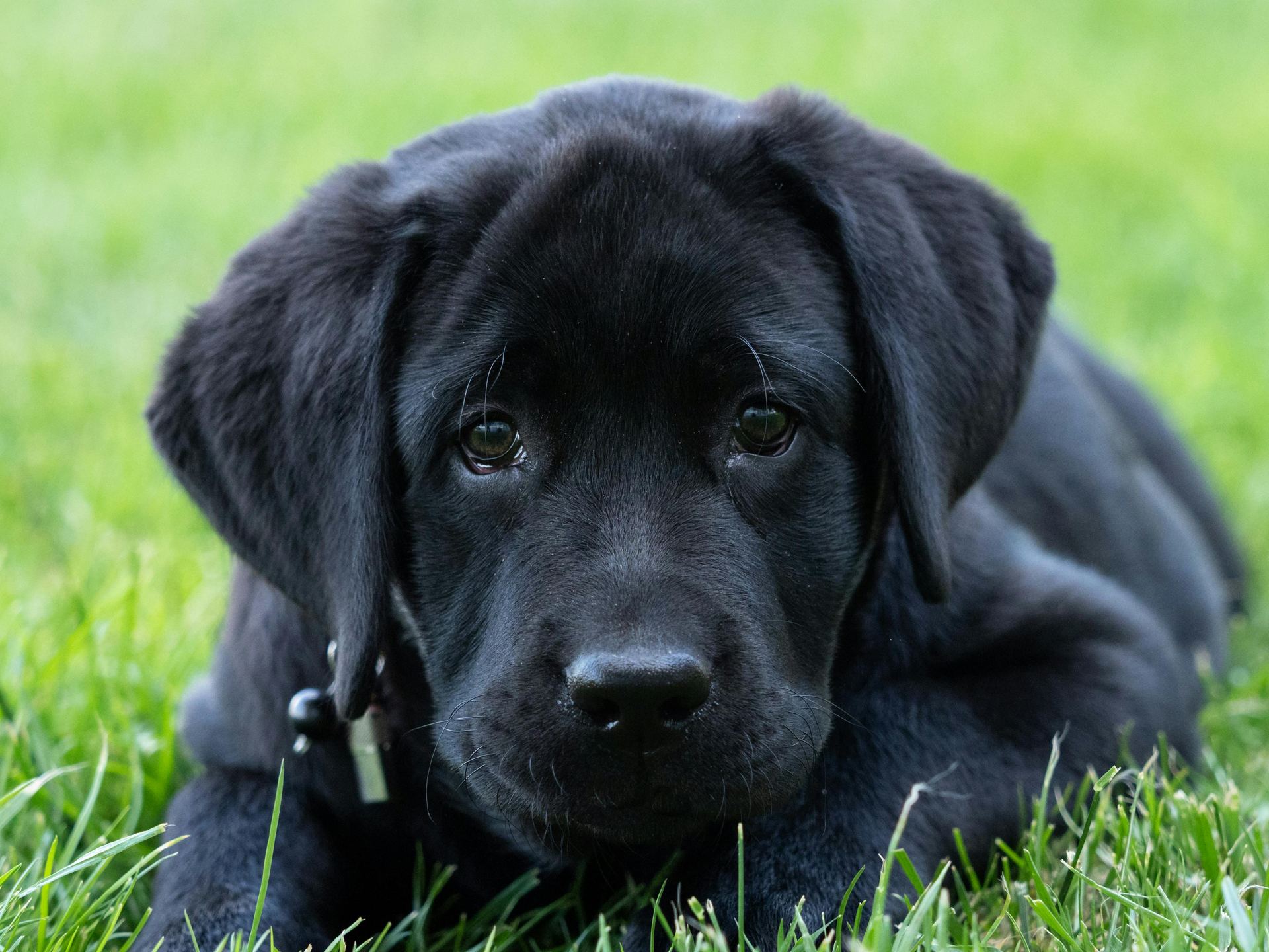 Labrador Retriever | Black for sale in Chegunta