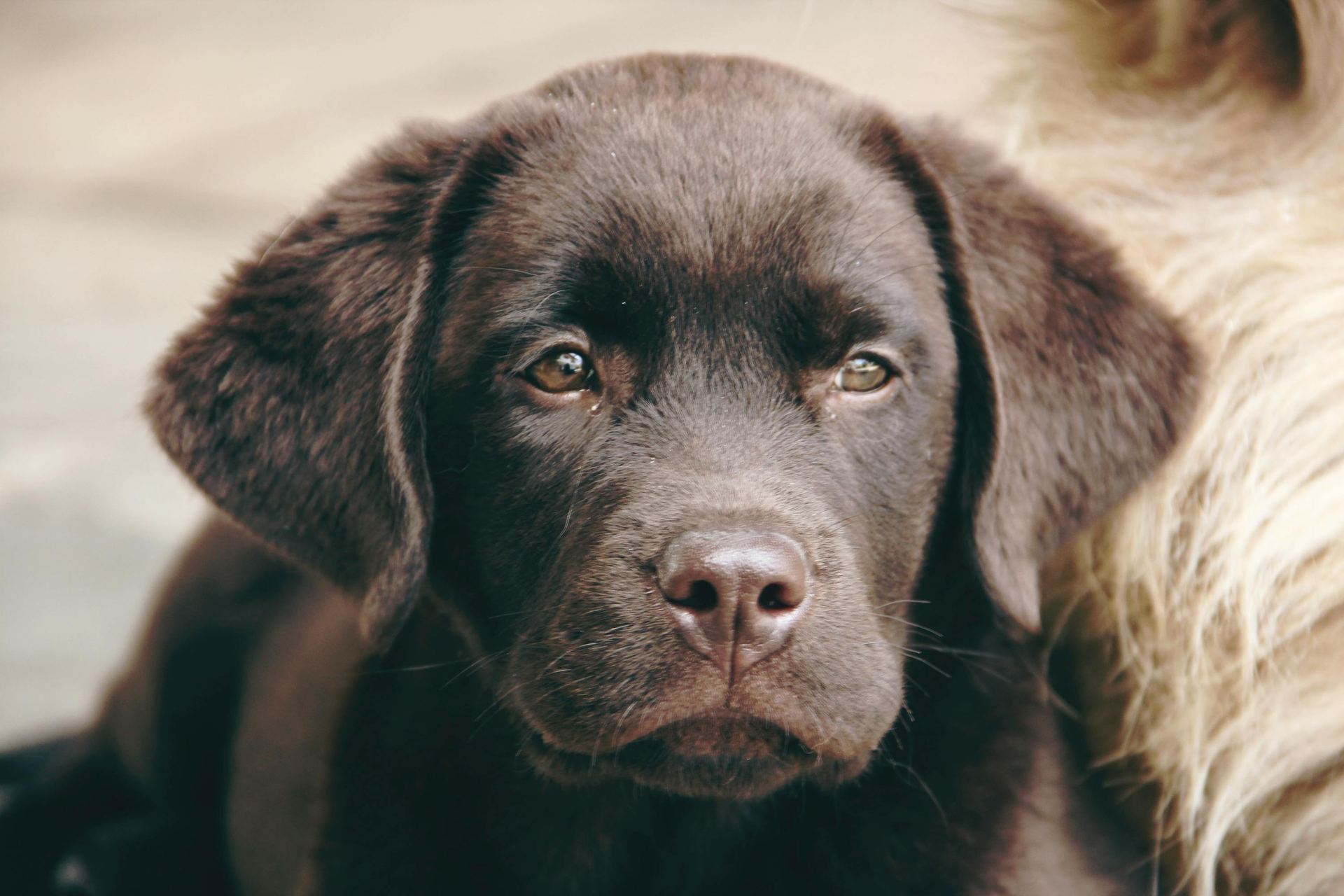 Labrador Retriever Puppy