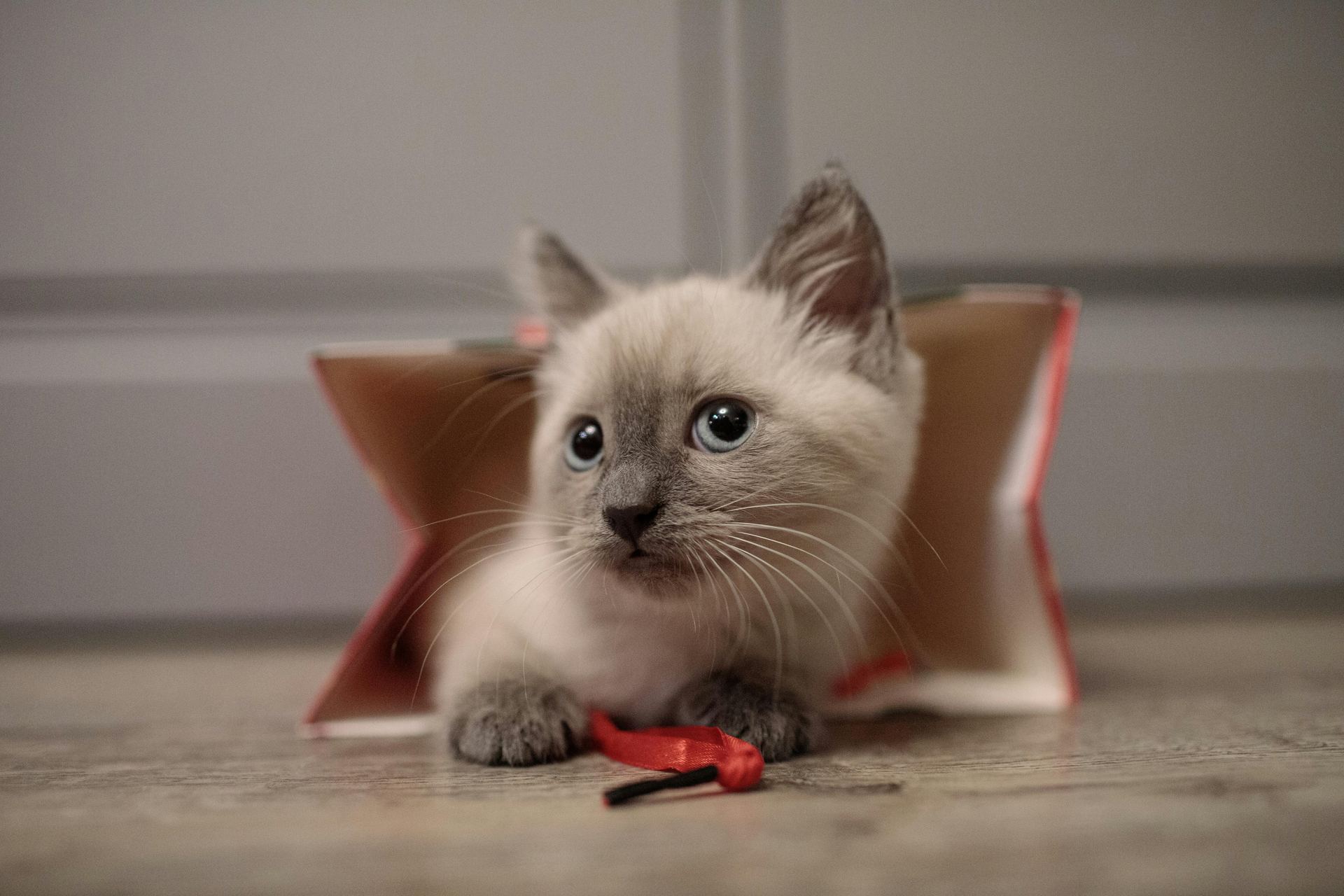 Himalayan Kittens kitten available in Alappuzha