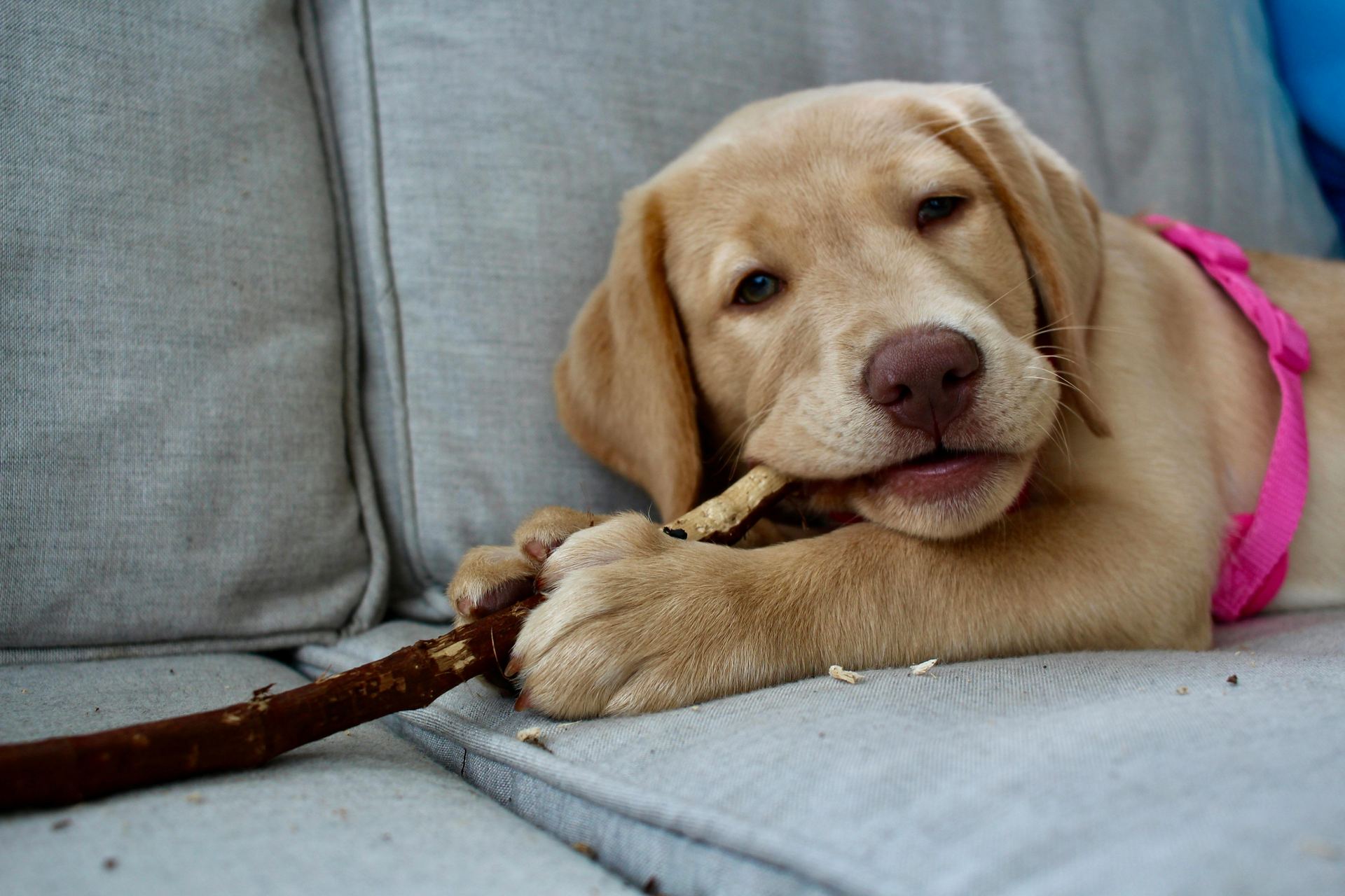 Labrador Retriever | Fawn for sale in Chegunta