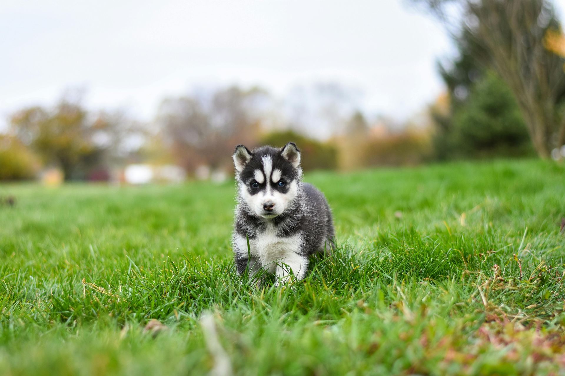 Siberian Husky Puppy | Black & White Color - Siberian Husky Puppy | Black & White Color