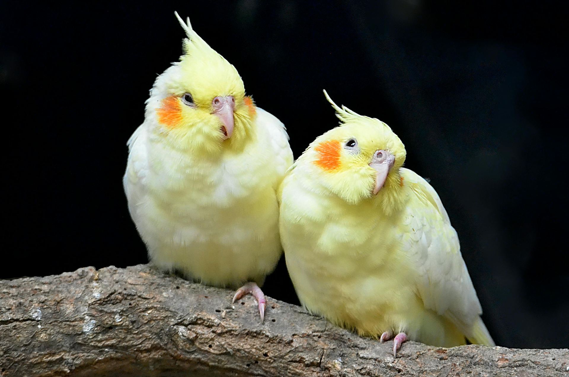 Cockatiel | Lutino available in Achampet