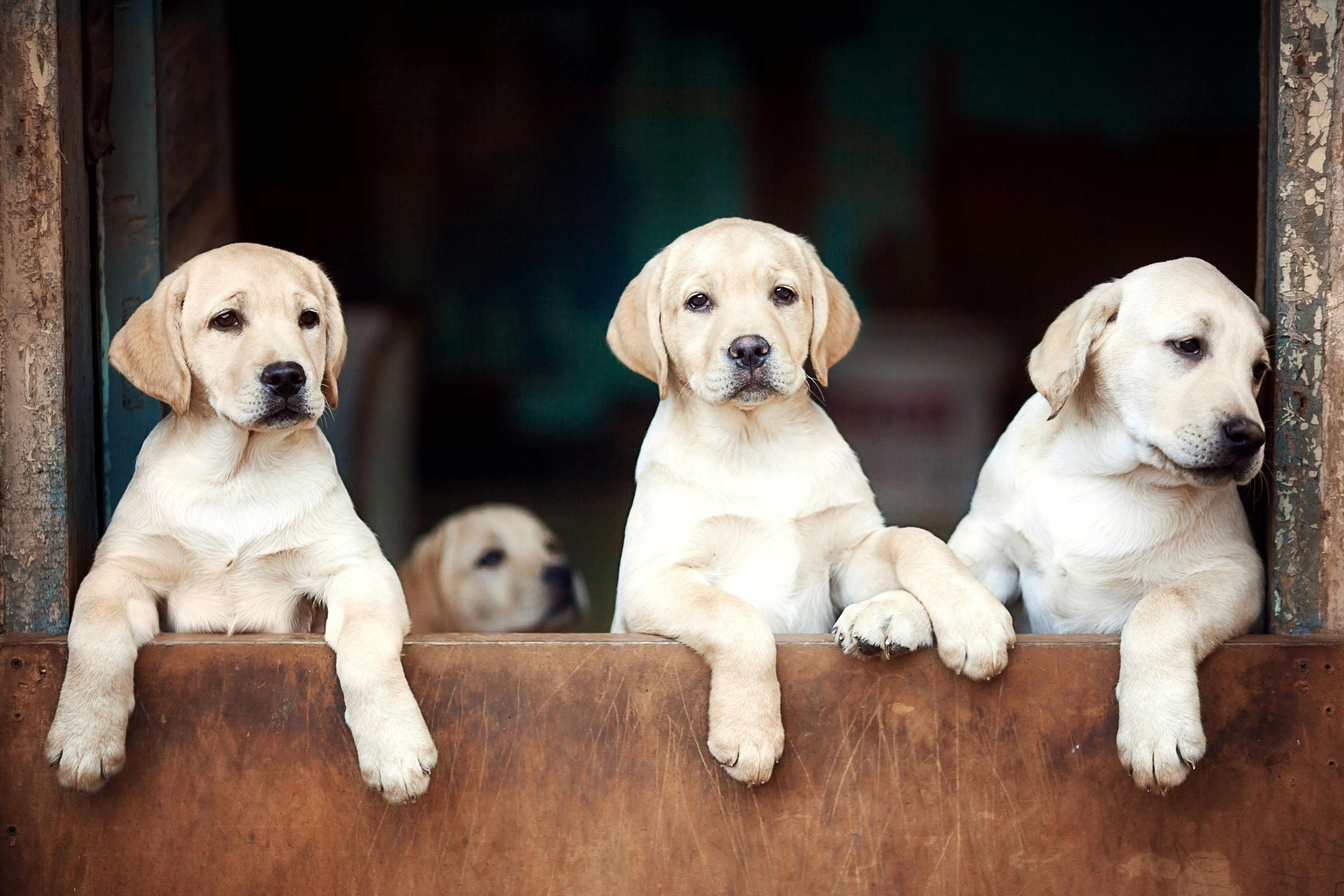 Labrador Retriever | White for sale in Chegunta