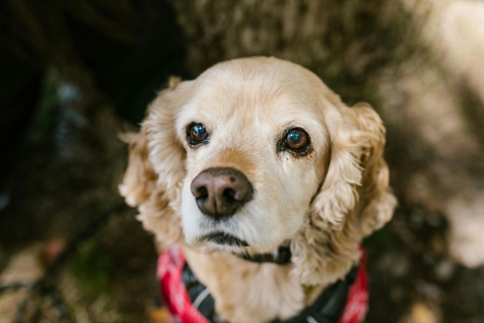 Cocker Spaniel Puppy | Golden Color
