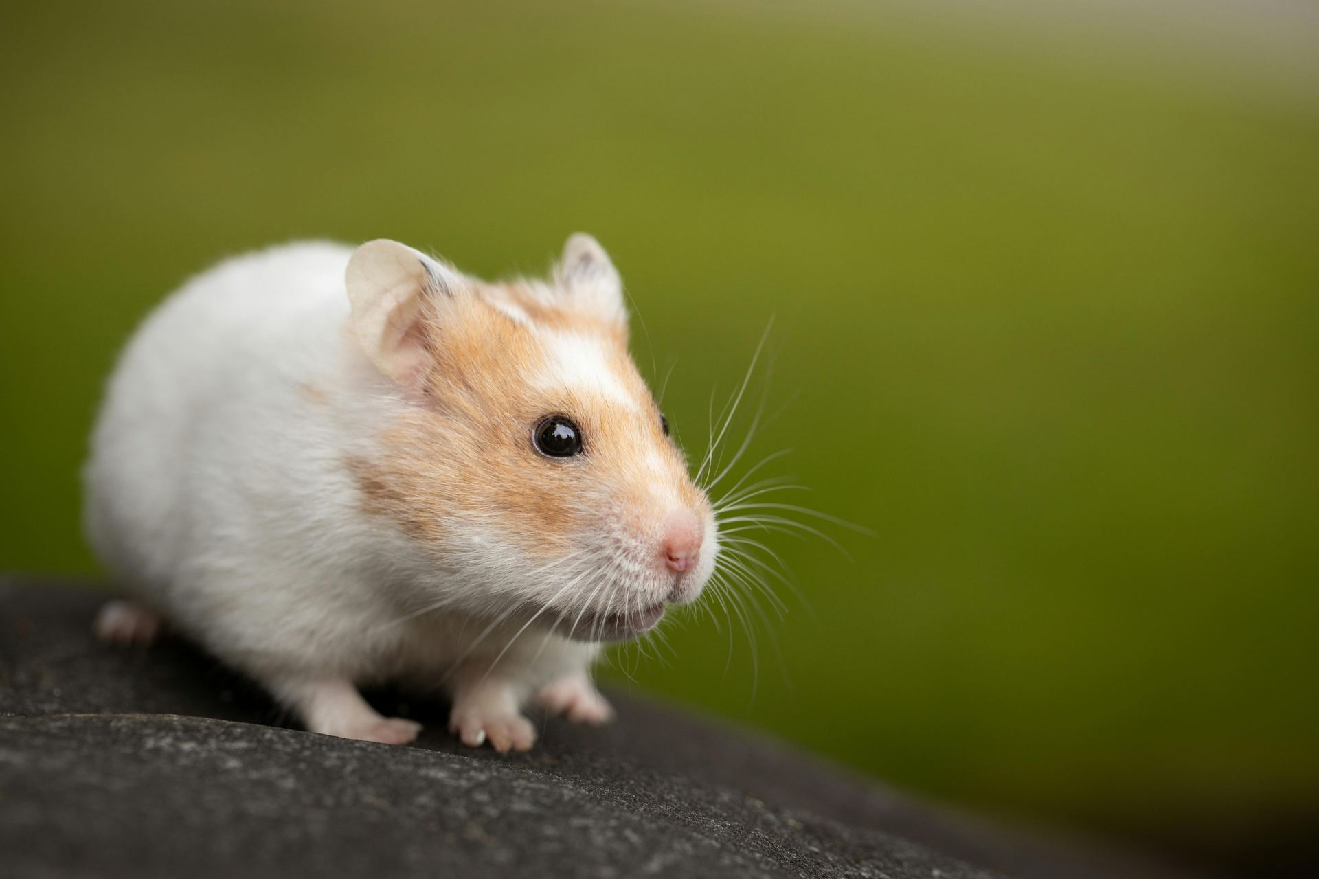 A further look at the Syrian Hamster Babies from Bengaluru Pets in Bengaluru - Syrian Hamster Babies