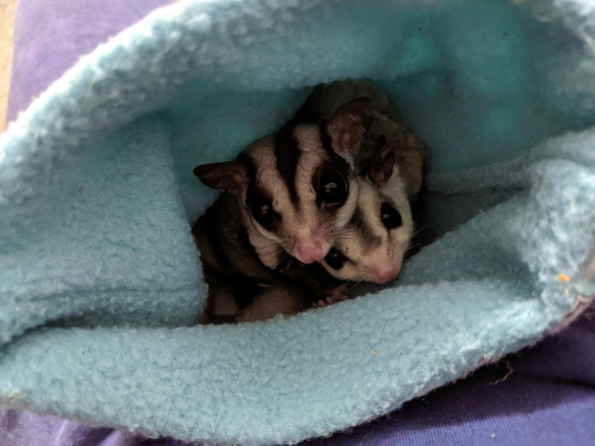 Sugar Glider | Grey available in Amarchintha