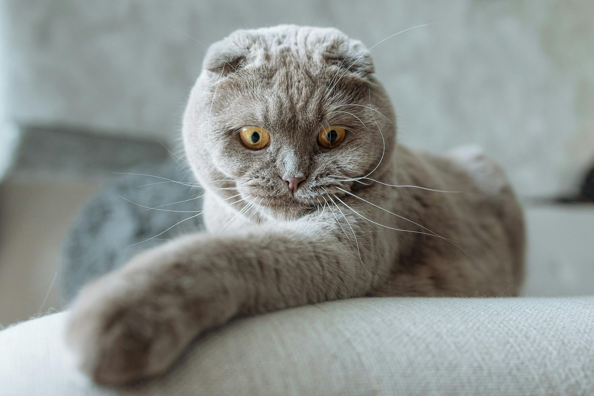 Scottish Fold Kitten | Standard Grey cat in Achanta