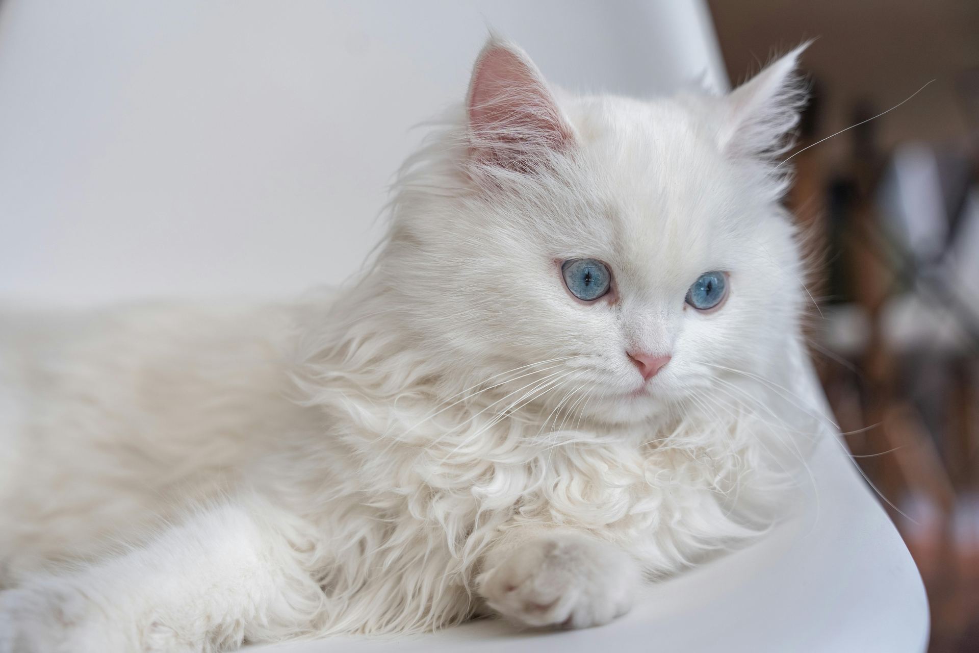Persian Kitten (Doll Face) for sale in Bhamini