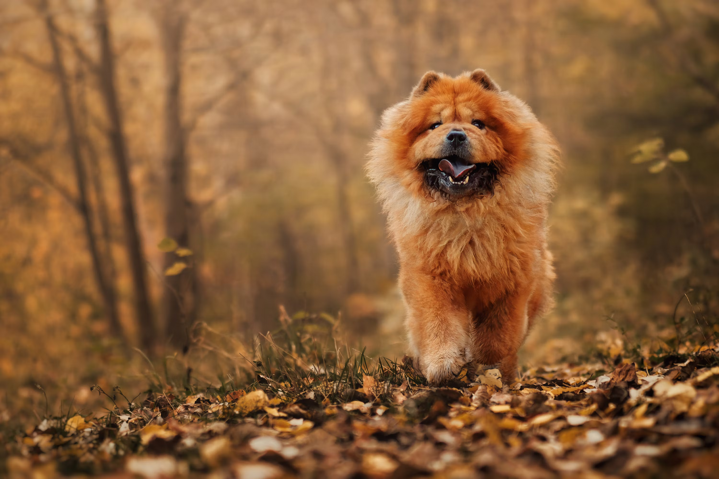 Chow Chow Puppy