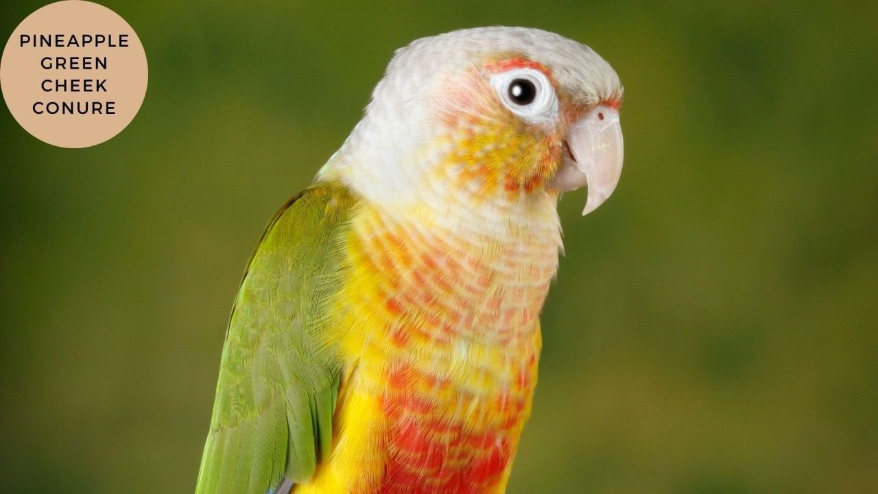 Pineapple Headed Conure for sale in Adoni