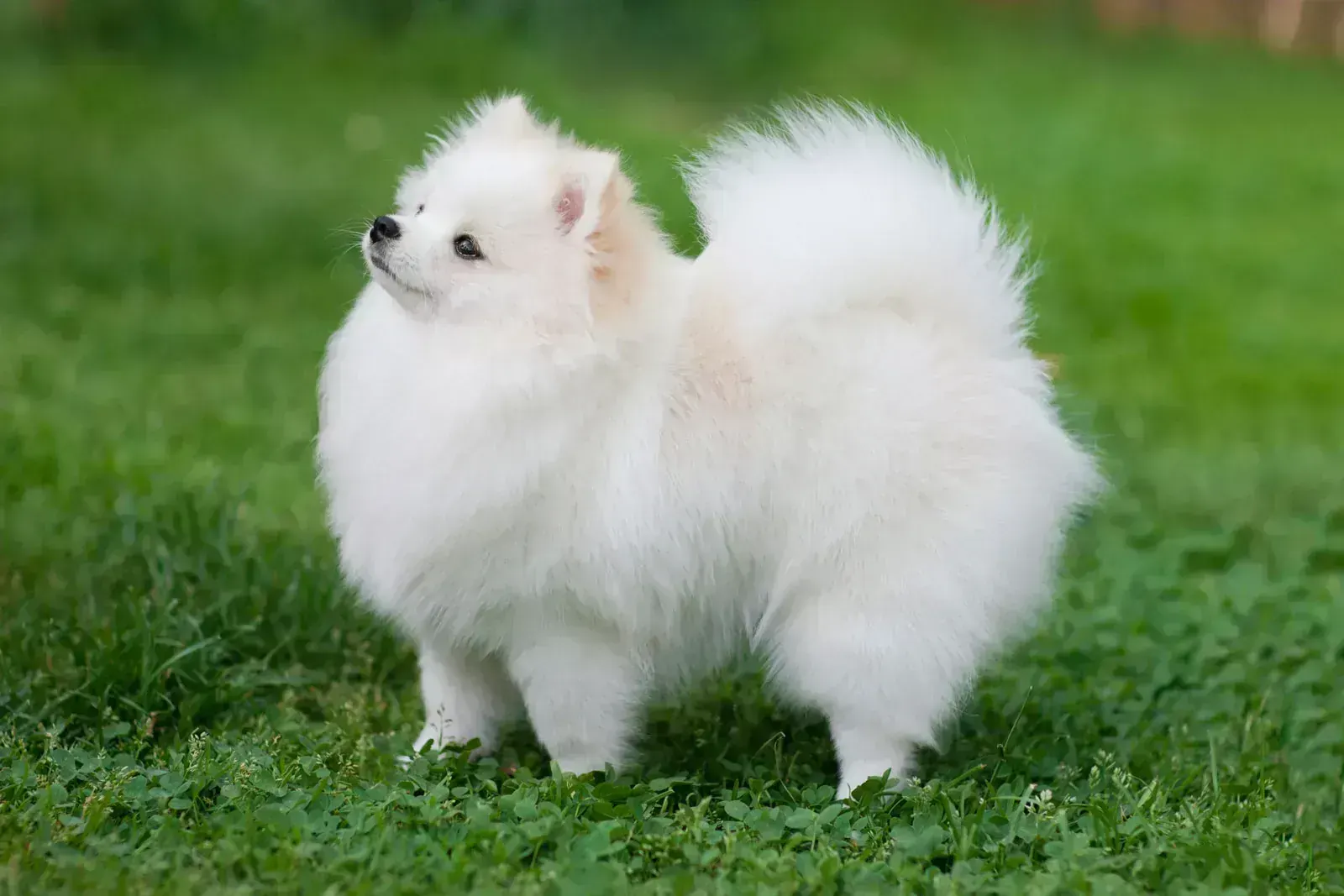 Pomeranian Puppy for sale in Almel