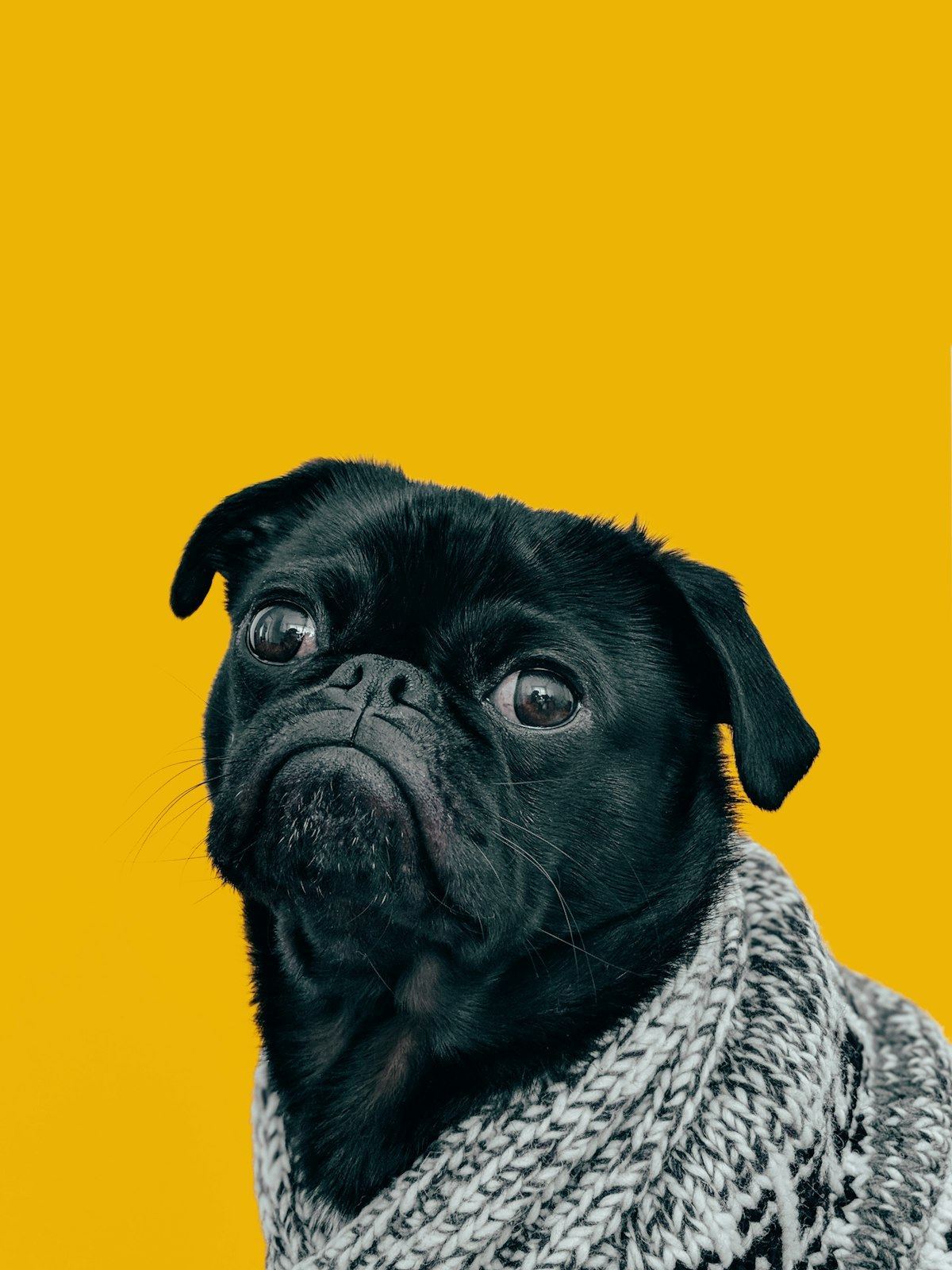 Pug Puppy | Black Color for sale in Chegunta