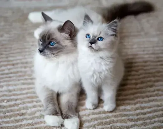 Ragdoll Kitten for sale in Bhamini
